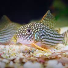 Bottom Feeder