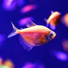 GloFish