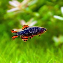 Nano Tanks
