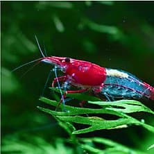 Shrimp & Snail