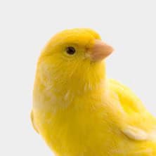 Canary & Finch