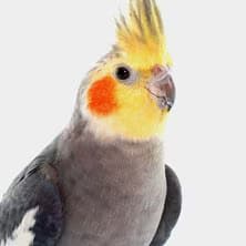 Cockatiel