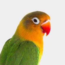 Lovebird
