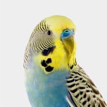 Parakeet